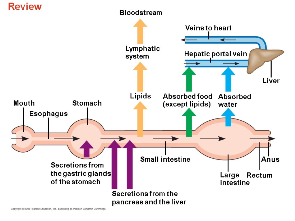 Review Bloodstream Veins to heart Lymphatic system Small intestine Esophagus Stomach Lipids Mouth Hepatic
